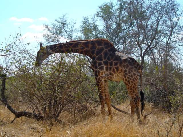 18 días en Sudáfrica - Blogs de Sudáfrica - Safari en el Kruger (20)